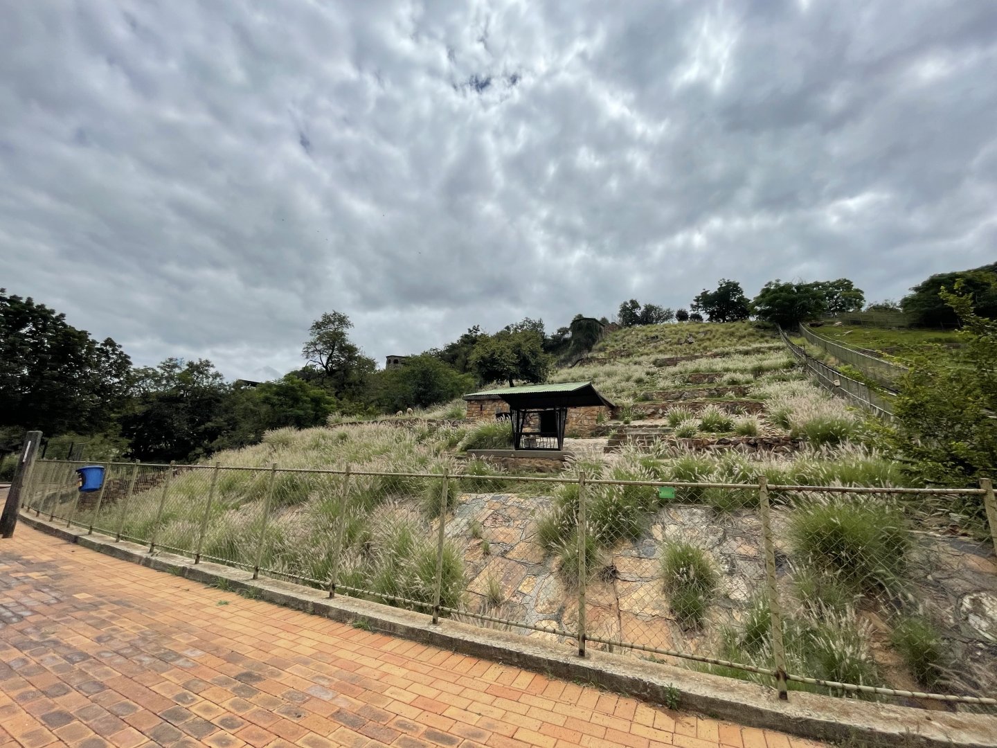 Tanscapian Urial Exhibit (Ovis orientalis arkal)