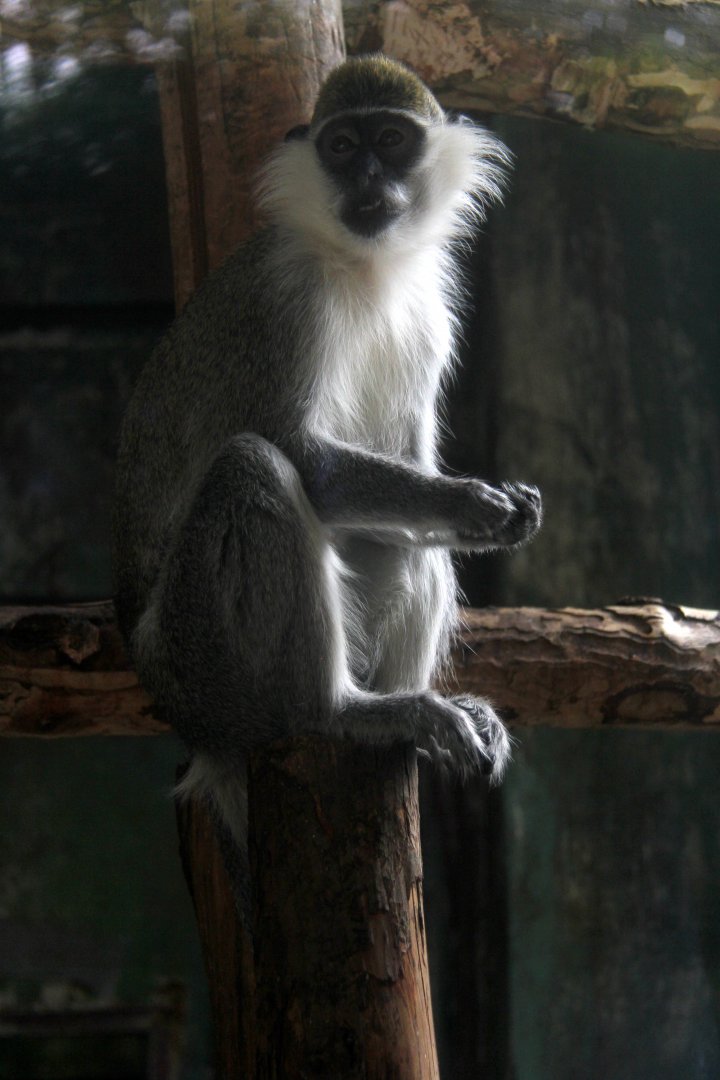 tantalus monkey (Chlorocebus tantalus)