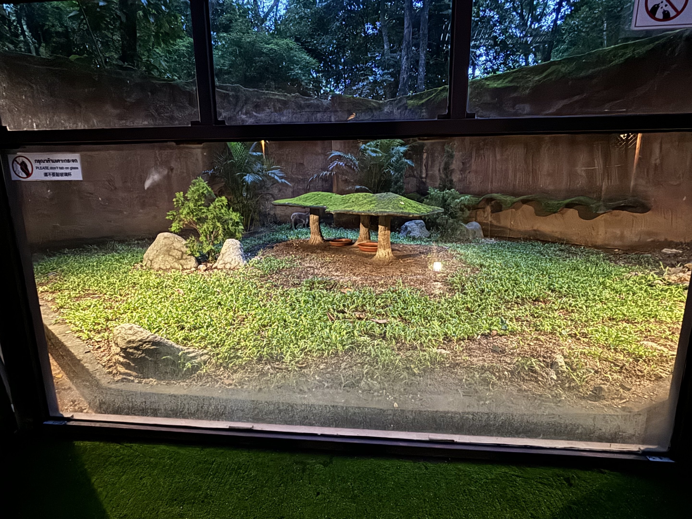 Tanuki Exhibit
