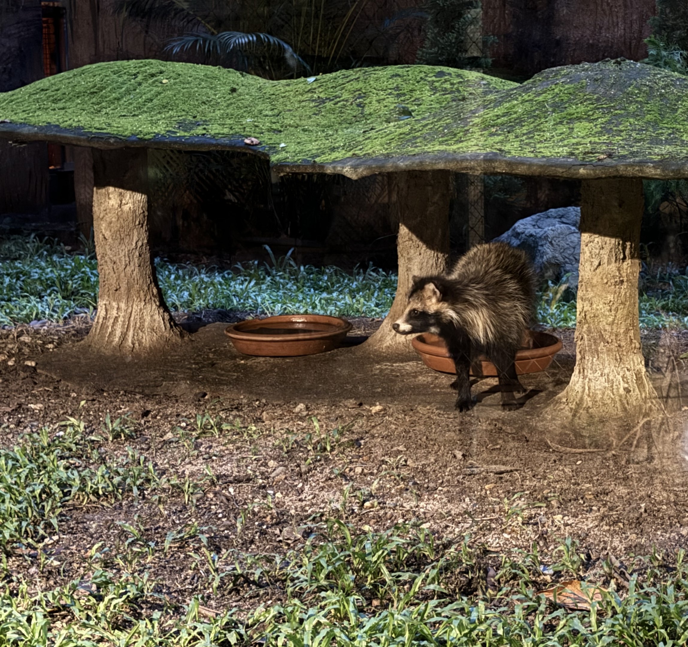 Tanuki Exhibit