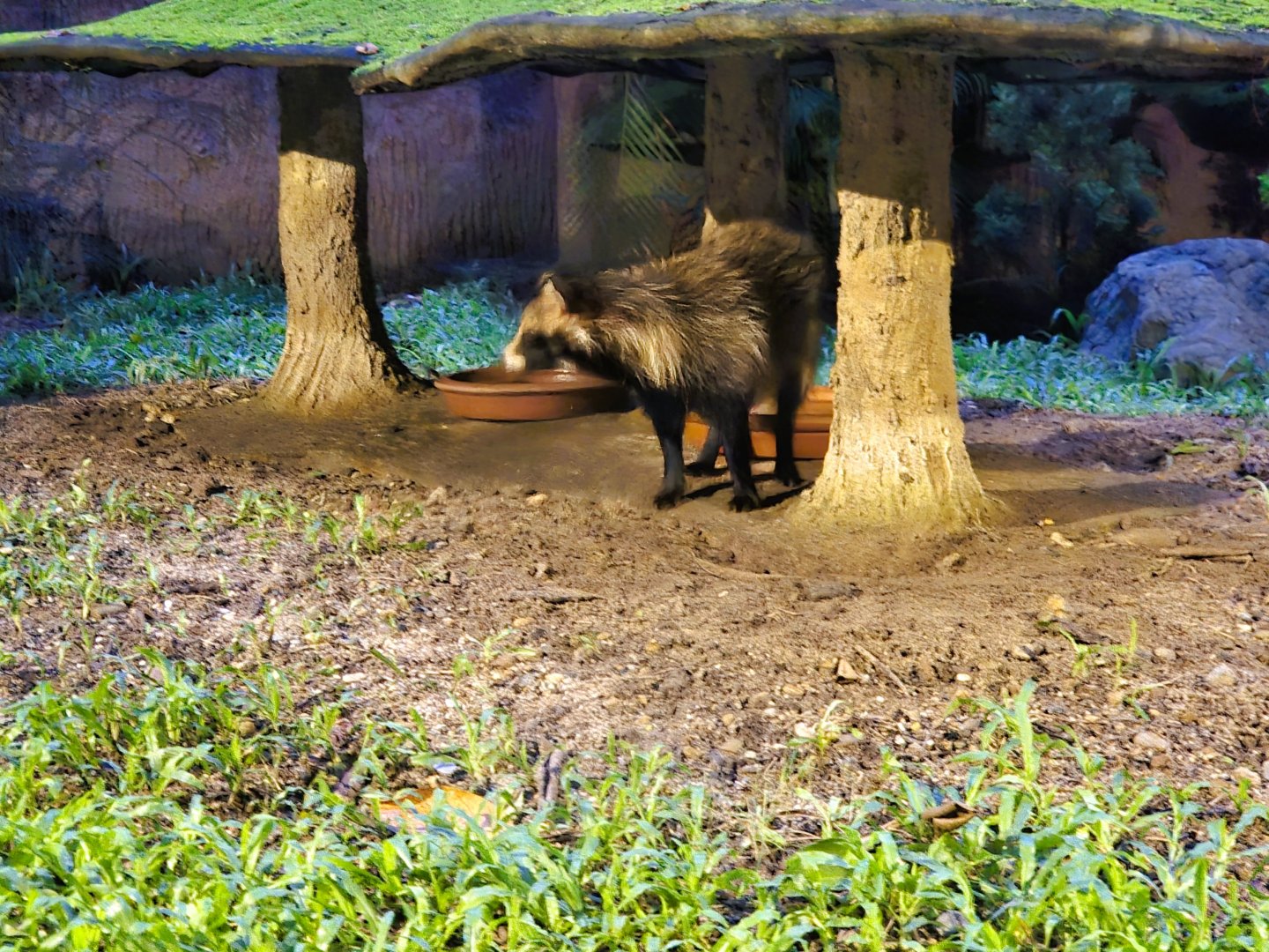 Tanuki exhibit