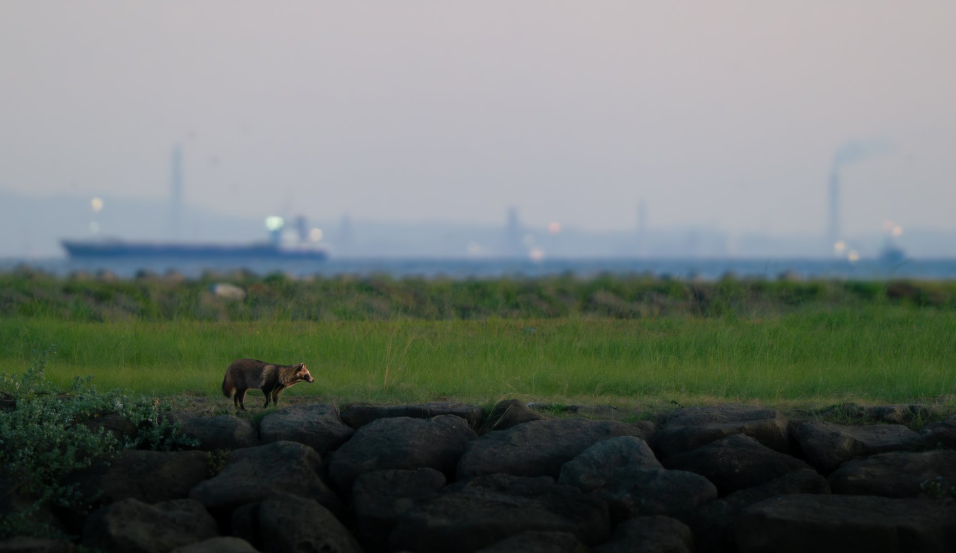 Tanuki - Kasai Rinkai Park