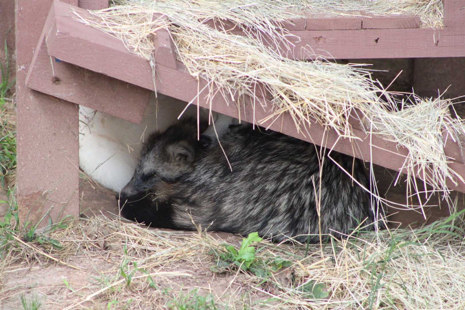 Tanuki (Nyctereutes procyonoides)