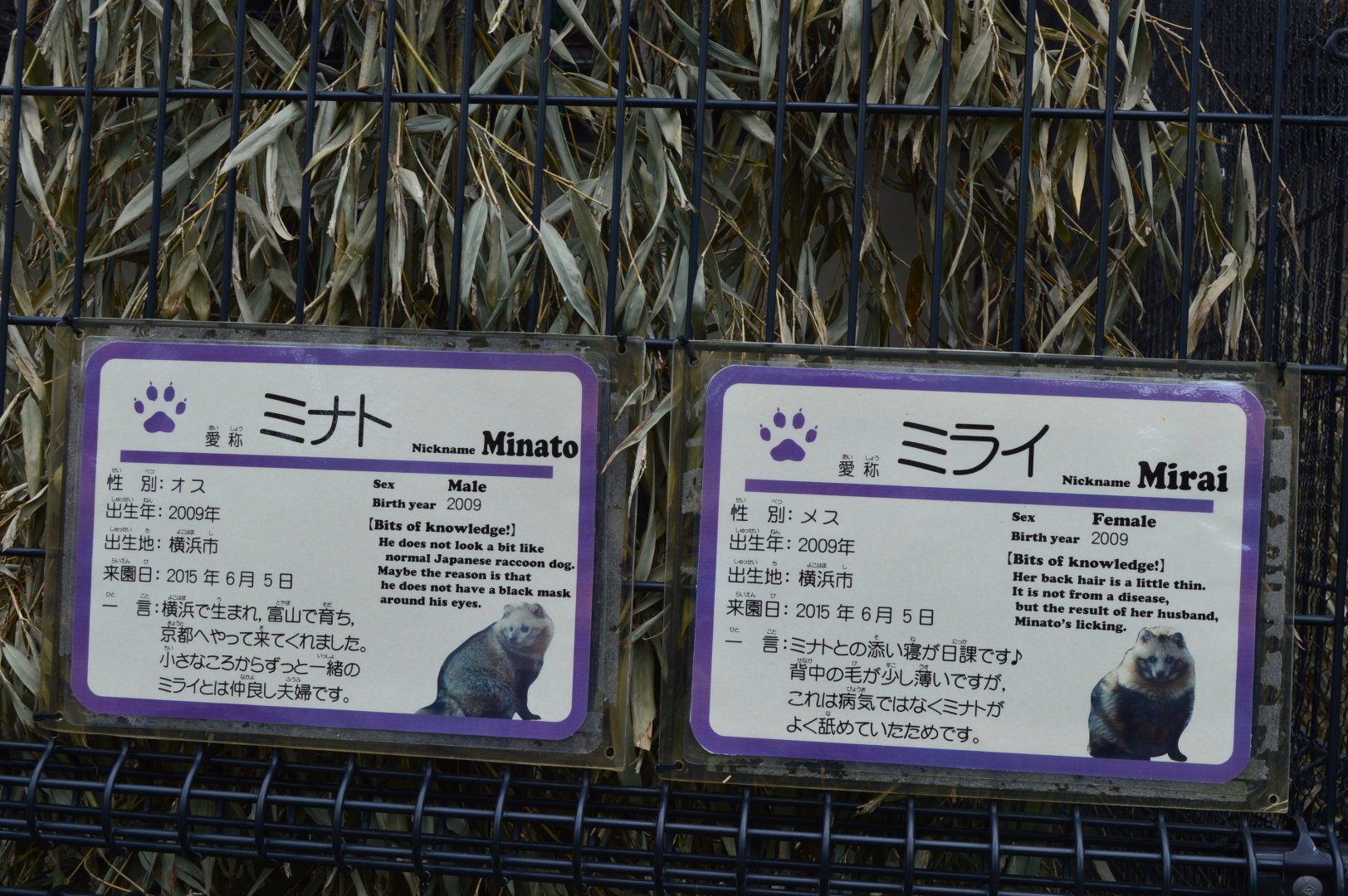 Tanuki Signage