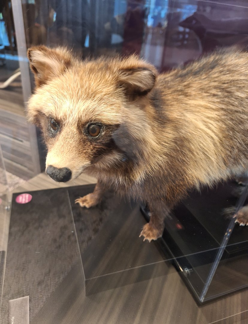 Tanuki taxidermy (Nyctereutes viverrinus) - Lake Biwa Museum
