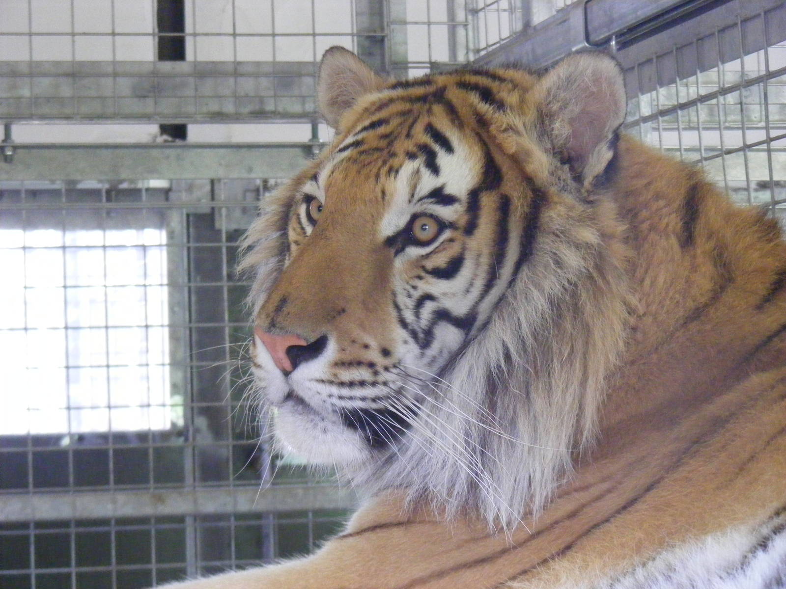 Tanvir the tiger at Noah's Ark Zoo Farm, 1 May 2010