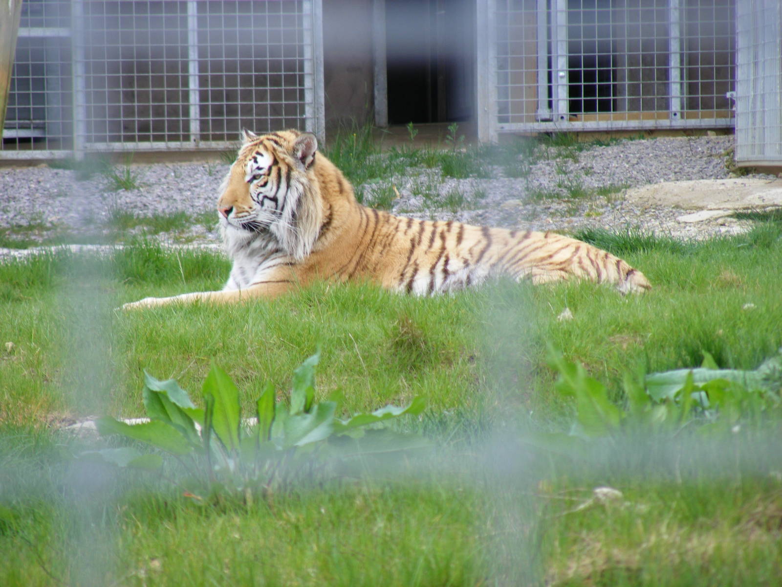 Tanvir the tiger at Noah's Ark Zoo Farm, 1 May 2010