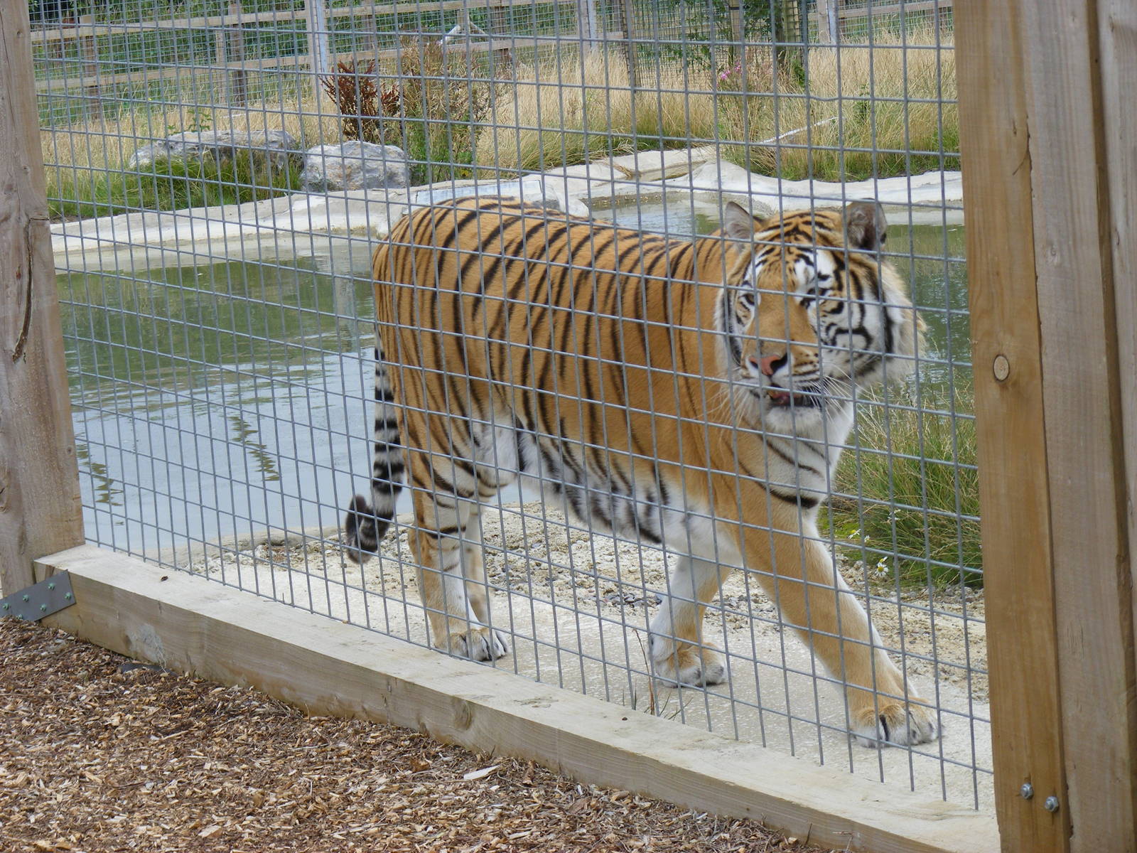 Tanvir the tiger at Noah's Ark Zoo Farm, 31 July 2010