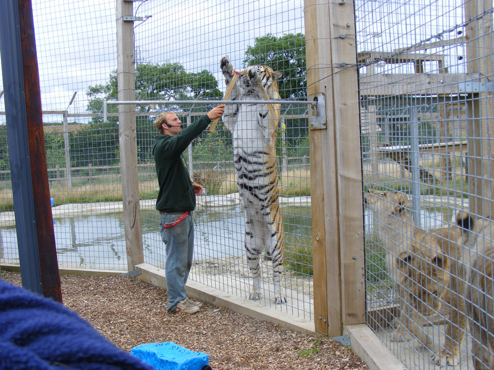 Tanvir the tiger at Noah's Ark Zoo Farm, 31 July 2010