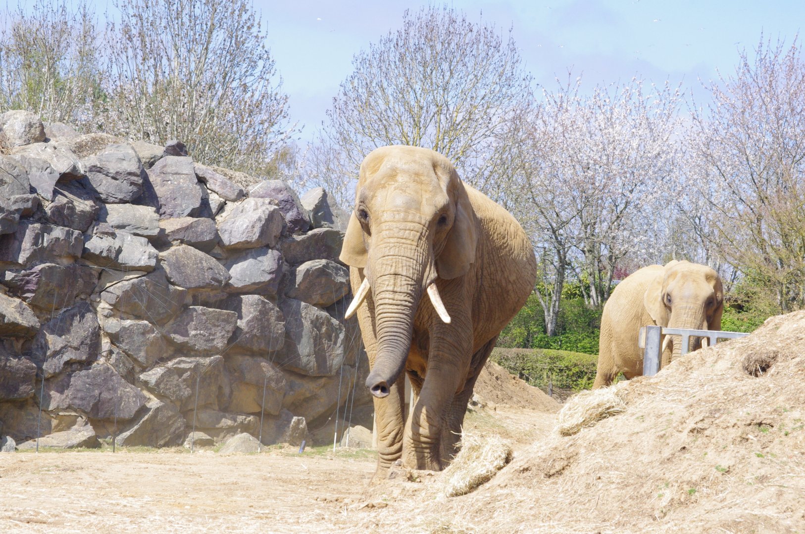 Tanya- African elephant- 10/4/2025