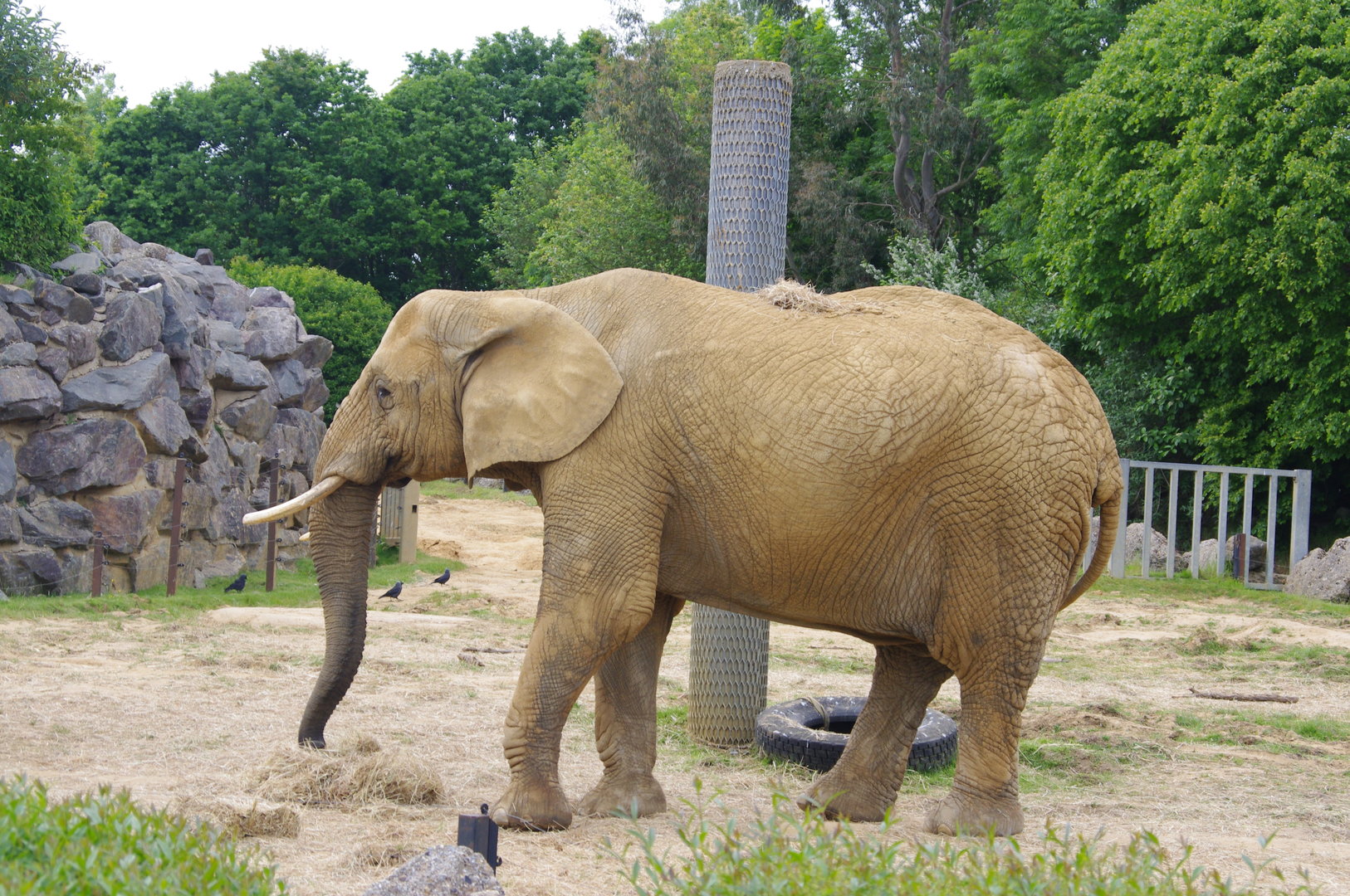 Tanya- African Elephant cow- Elephant Kingdom- 2/6/2023