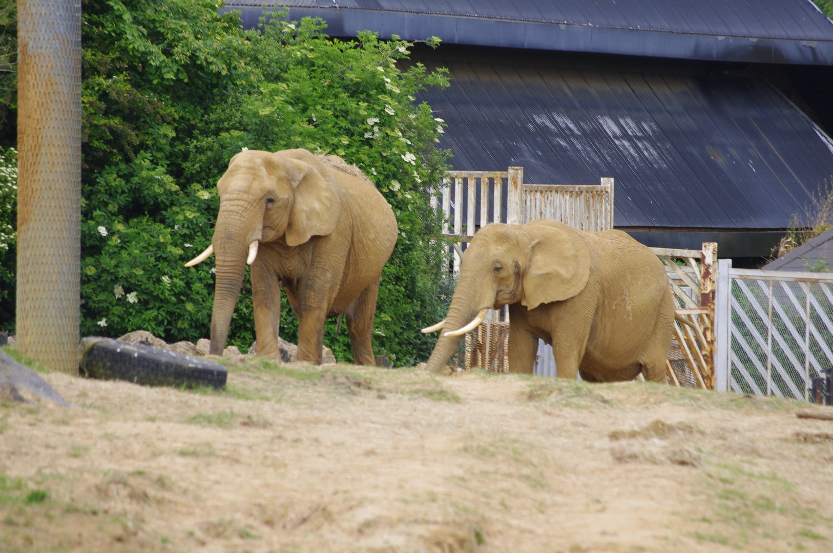 Tanya and Opal- African Elephants- 2/6/2023