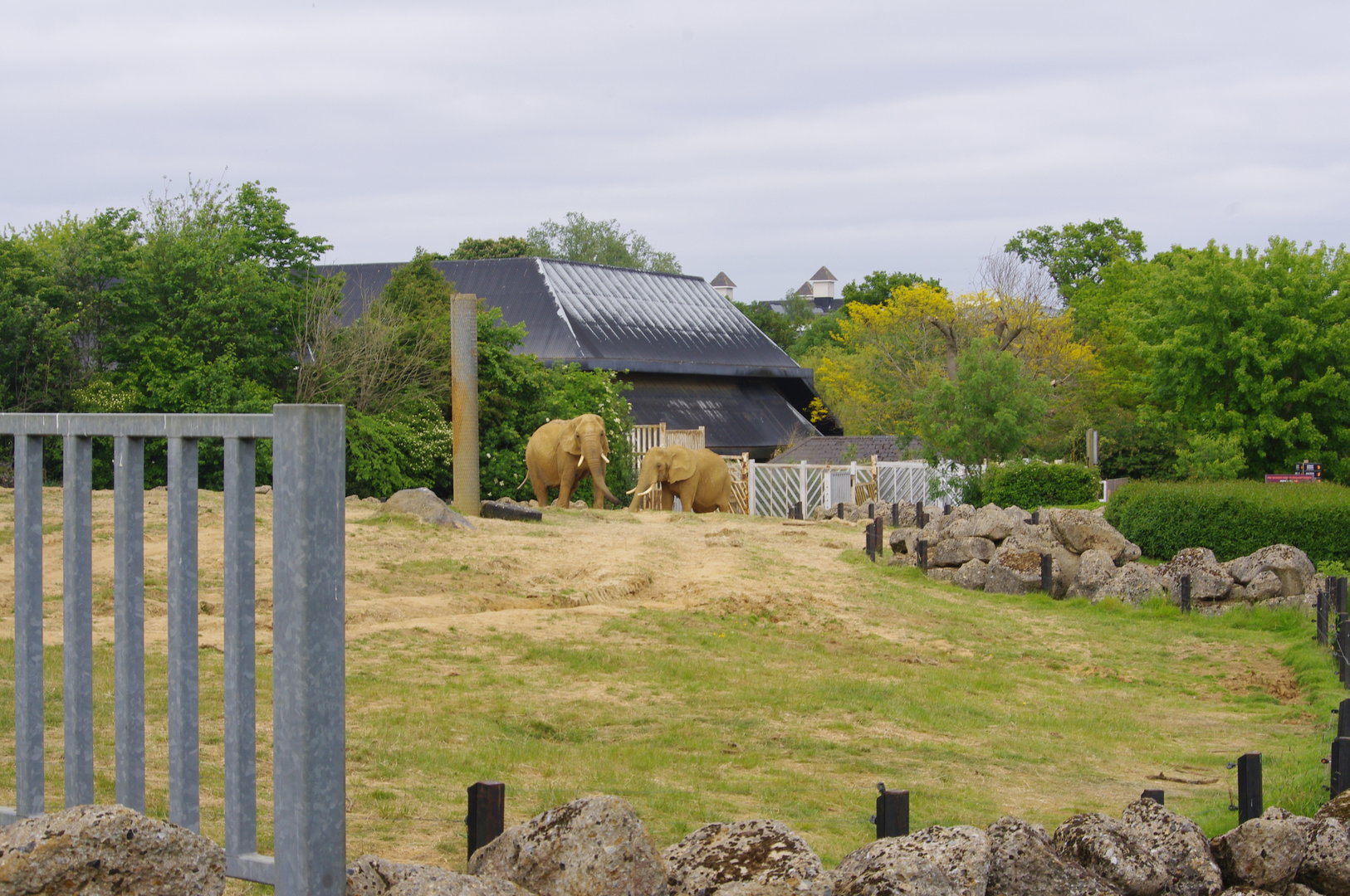 Tanya and Opal- African Elephants- 2/6/2023