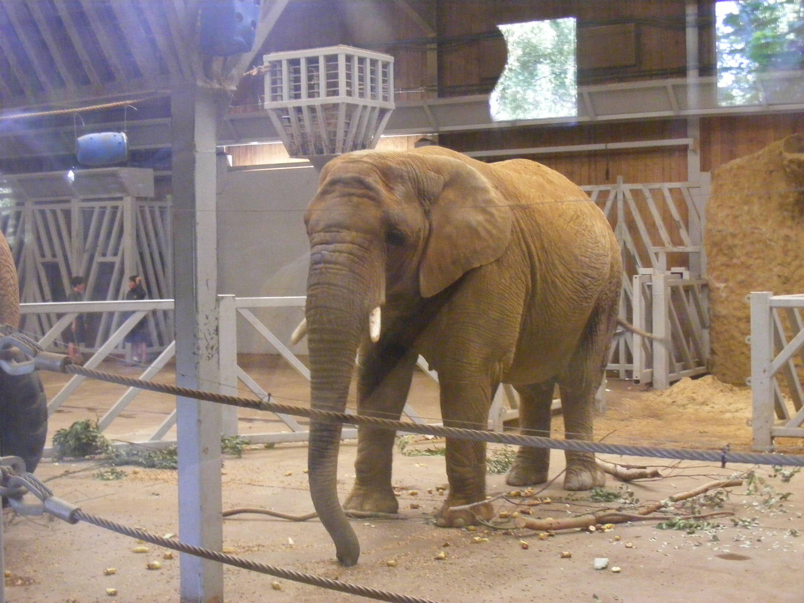 Tanya the African elephant in Elephant Kingdom exhibit at Colchester Zoo, 2