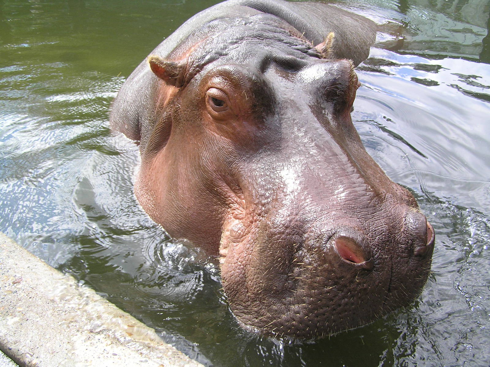 Tanya the hippo - Amsterdam