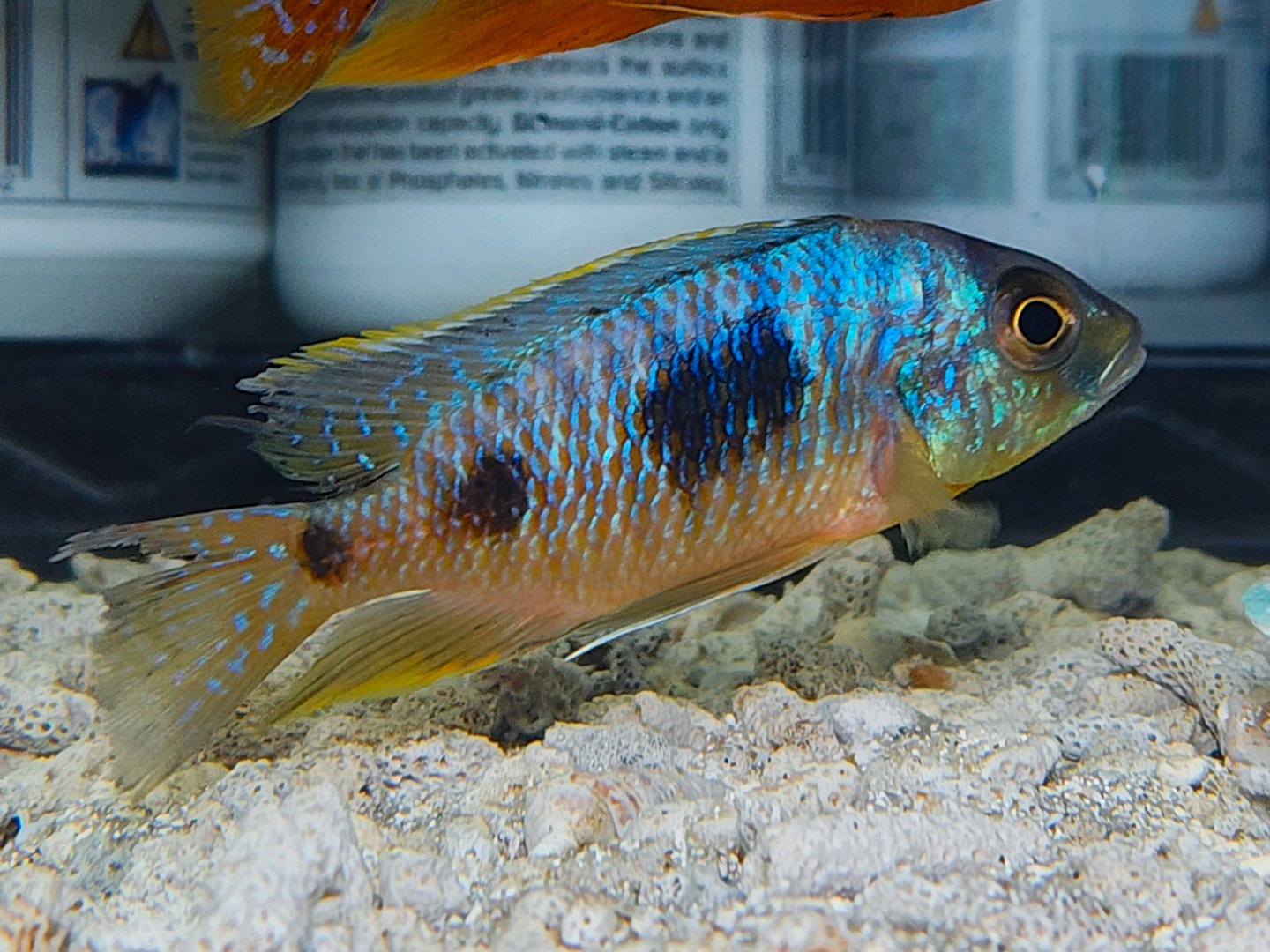 Tanzanian Big-spot Hap (Otopharynx heterodon)