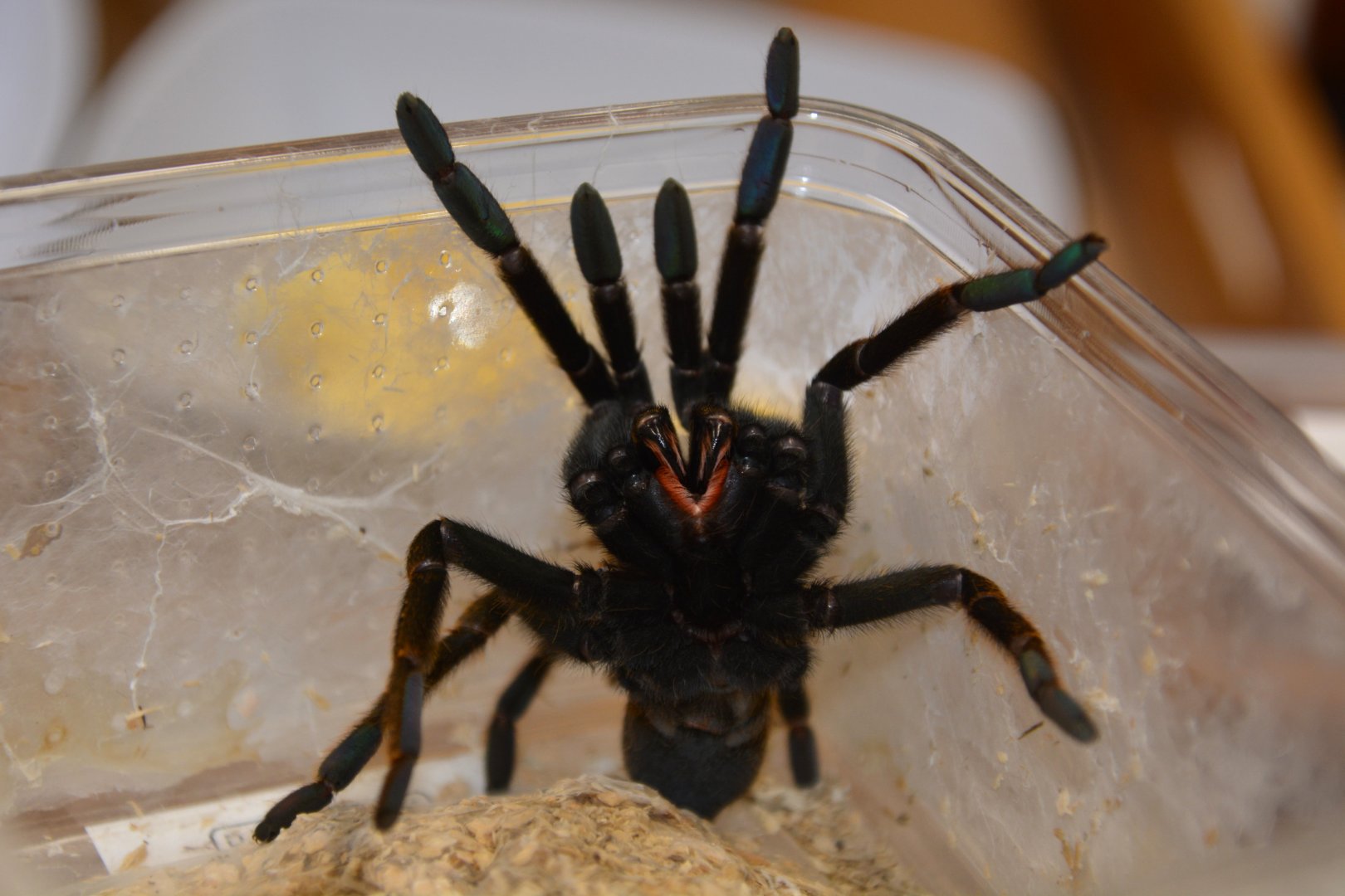 Tanzanian black and olive baboon spider (Encyocratella olivacea)