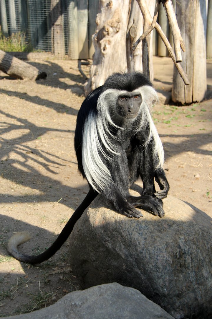 Tanzanian black-and-white colobus (Colobus angolensis palliates)
