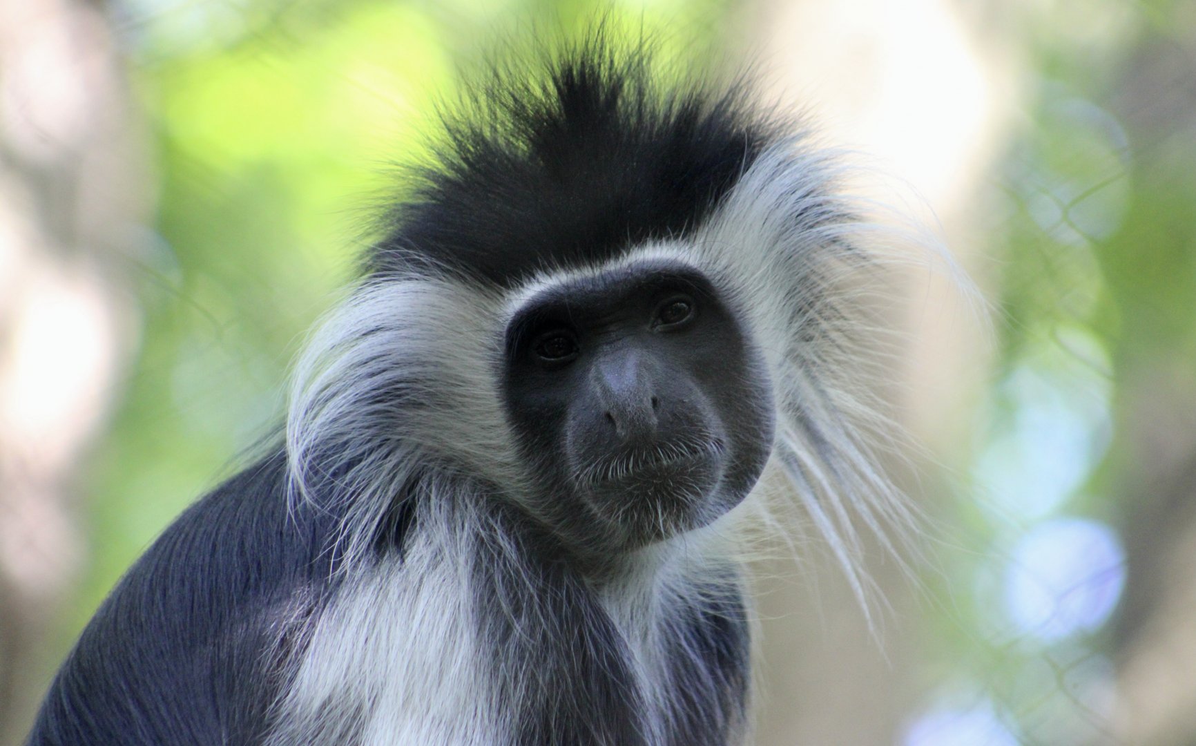 Tanzanian Black-and-White Colobus (Colobus angolensis palliatus)