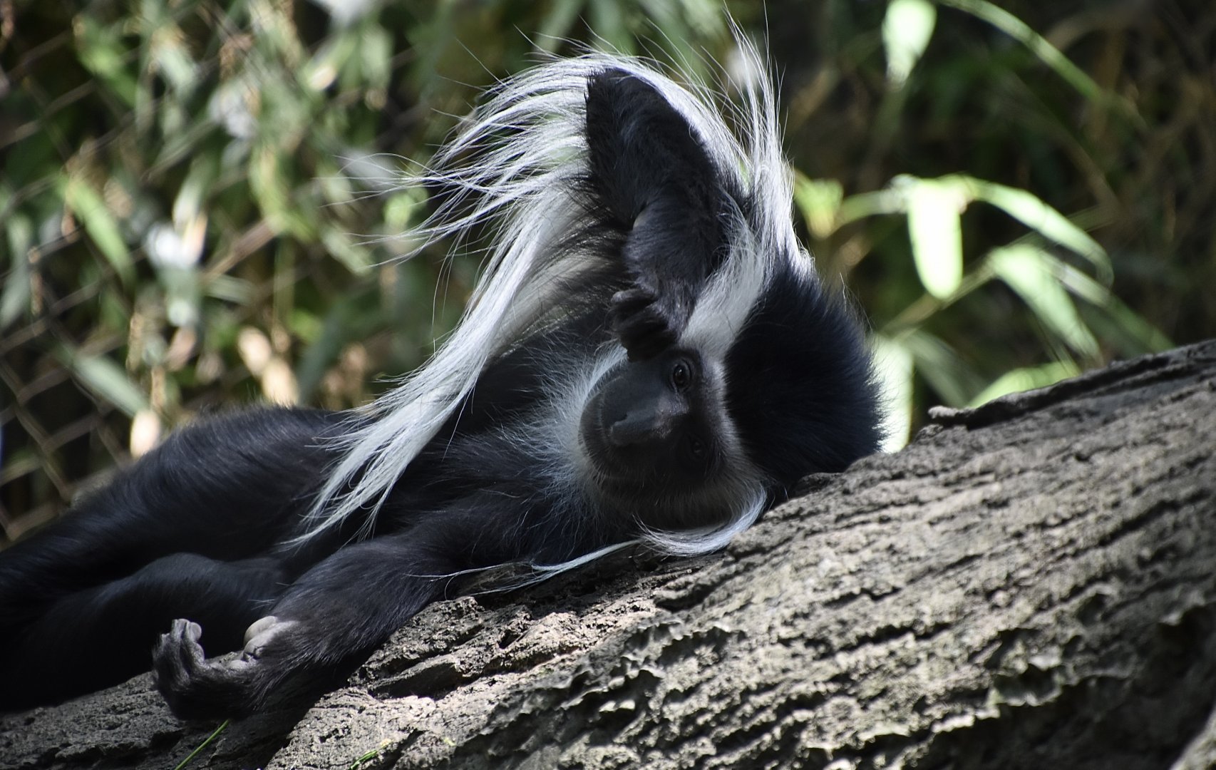 Tanzanian Black-and-White Colobus (Colobus angolensis palliatus)