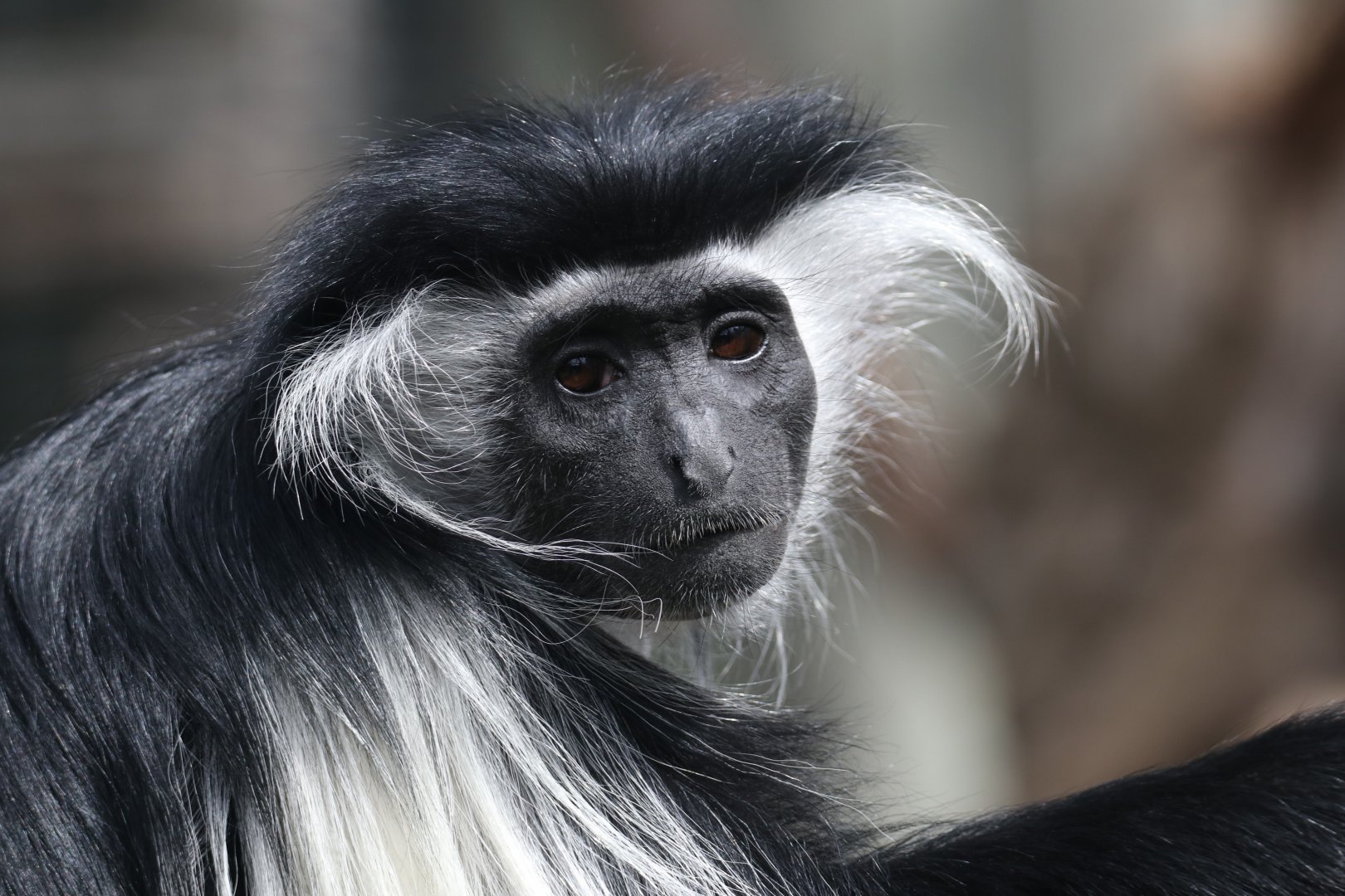 Tanzanian black-and-white colobus