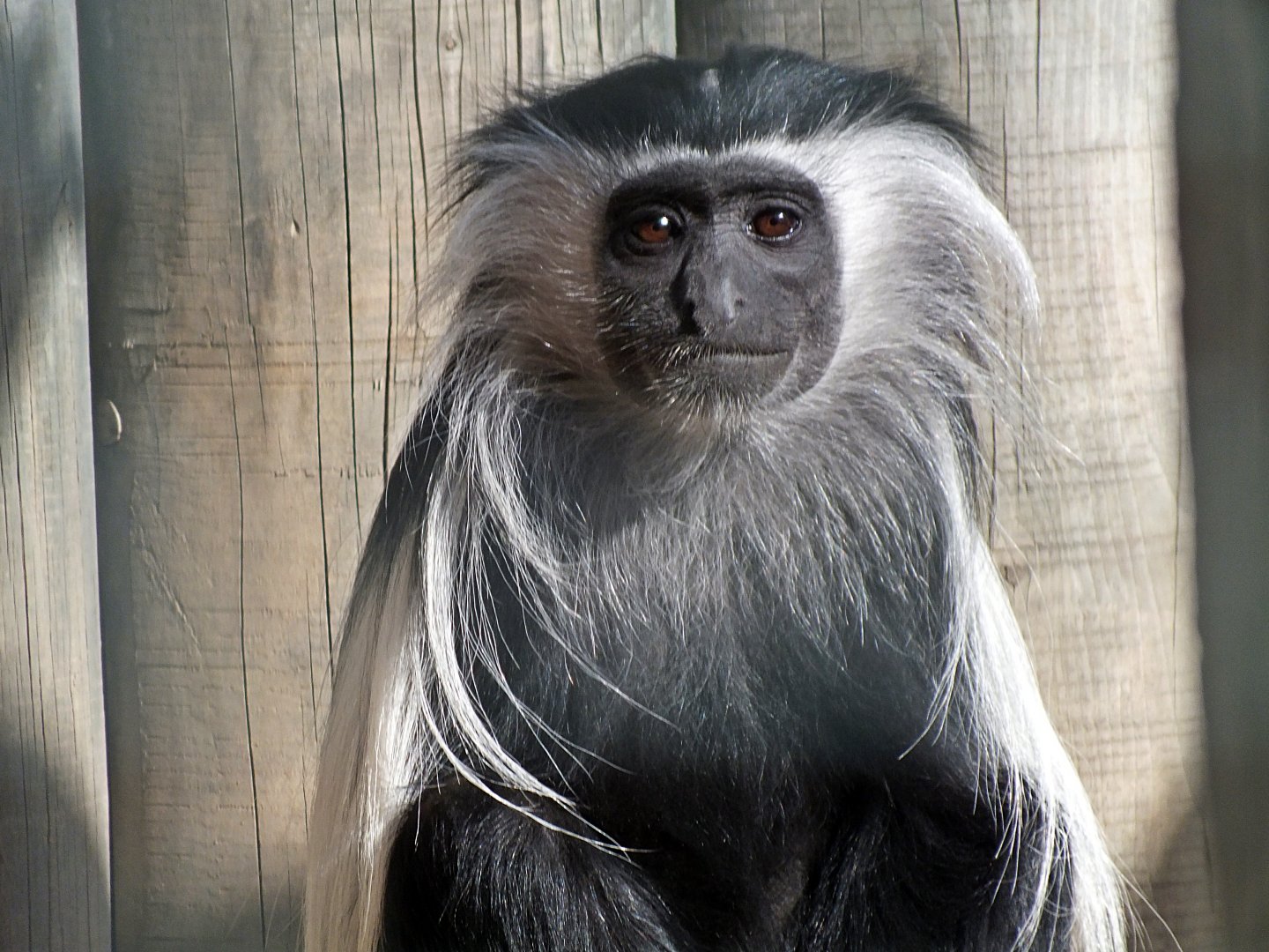 Tanzanian black-and-white colobus