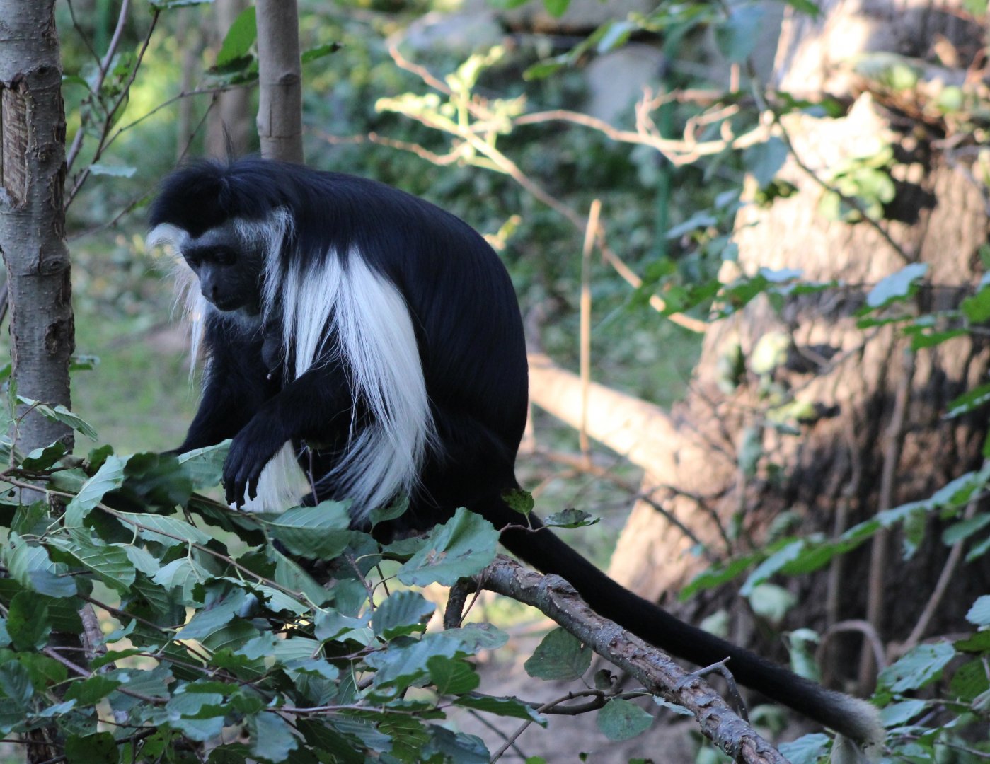Tanzanian black and white colobus