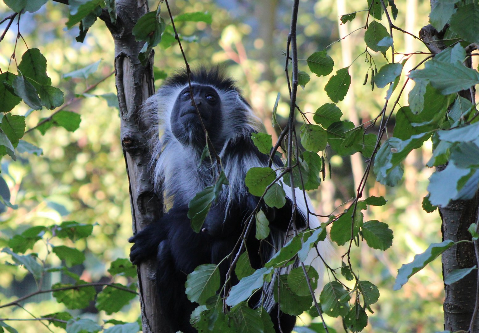 Tanzanian black and white colobus