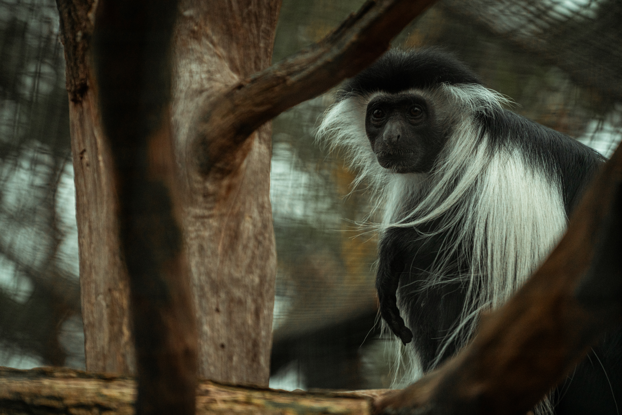 Tanzanian Black-and-white colobus