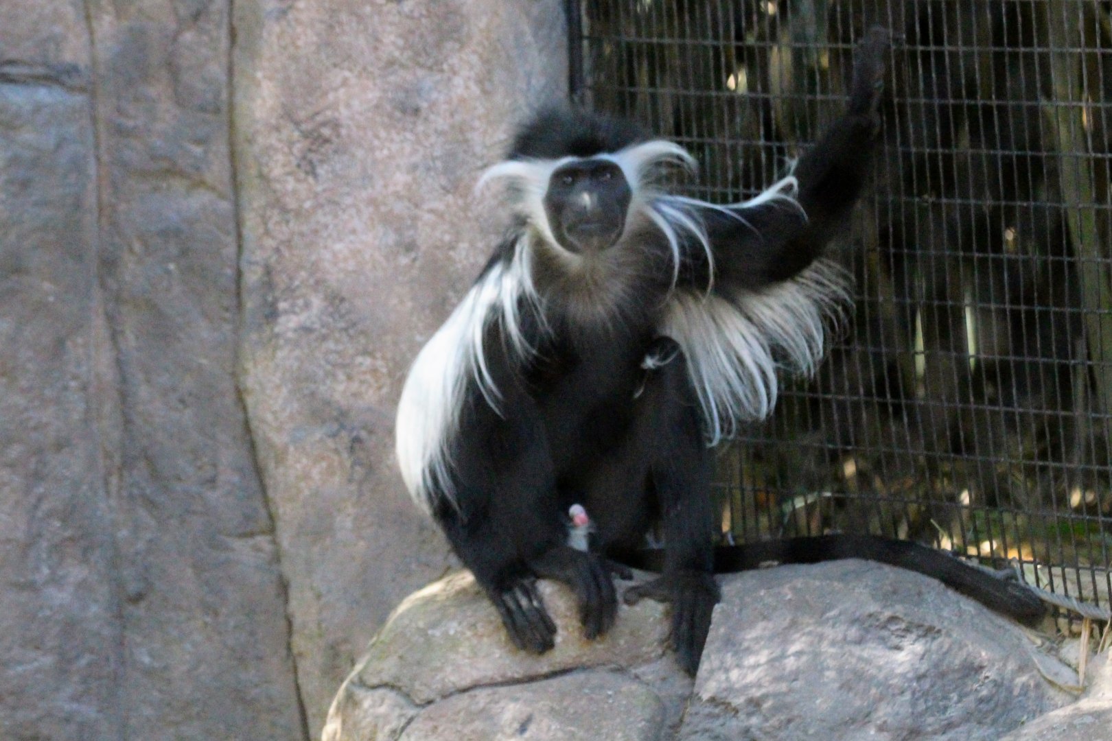 Tanzanian Black-and-white Colobus