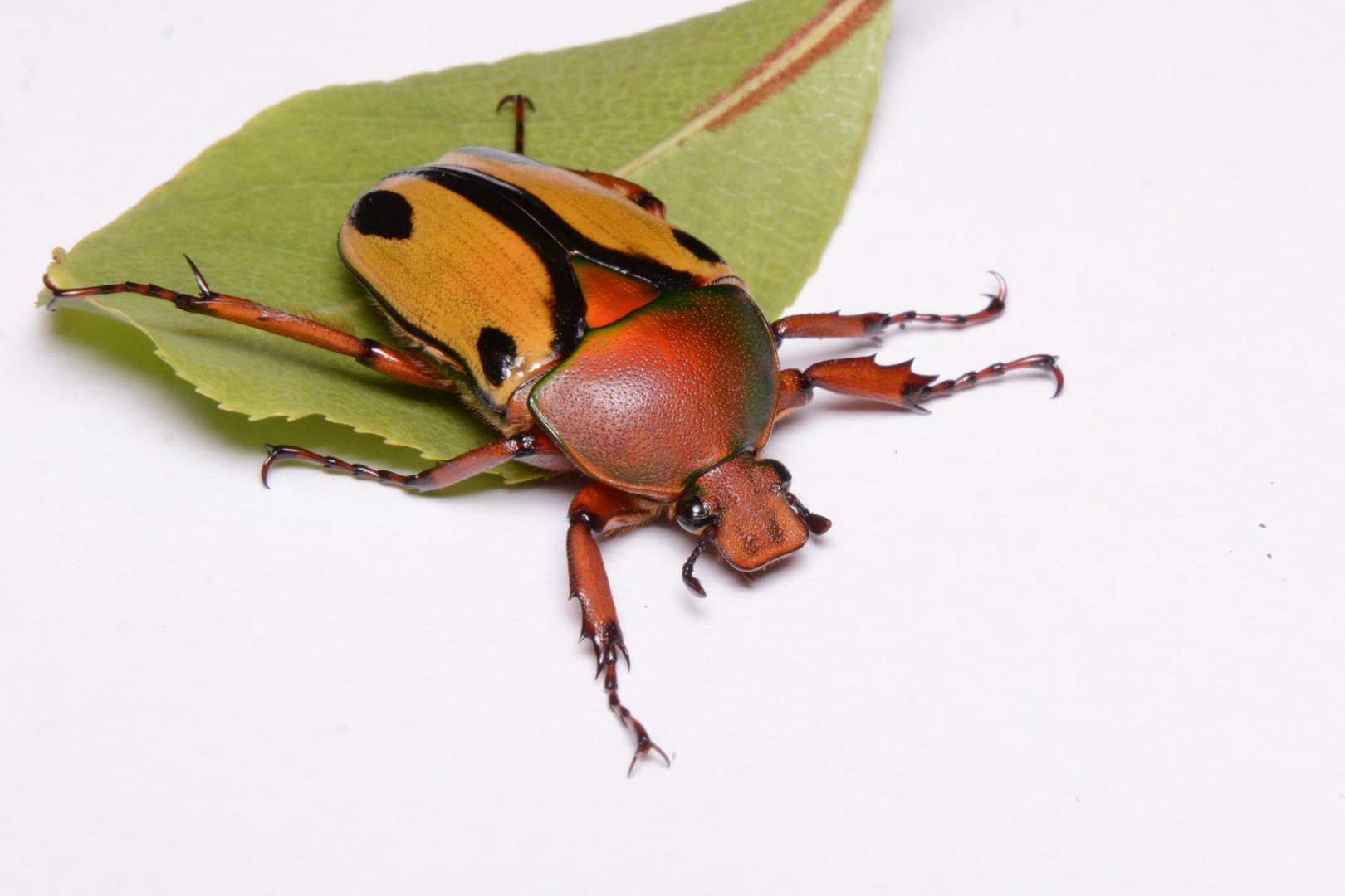 Tanzanian flower beetle (Eudicella smithii 'trilineata')