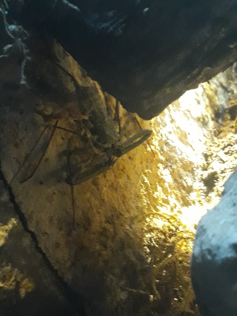 Tanzanian giant tailless whip scorpion
