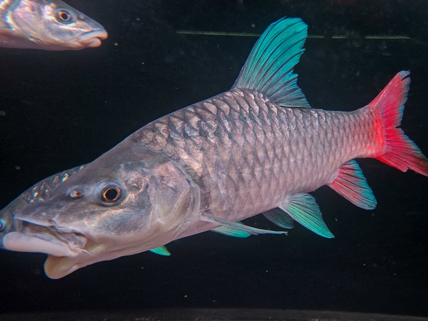 Tanzanian Rainbow Mahseer (Labeobarbus sp. Malagarasi "Red-and-Blue")