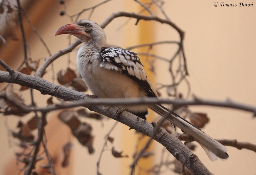 Tanzanian Red-billed Hornbill (Tockus ruahae)