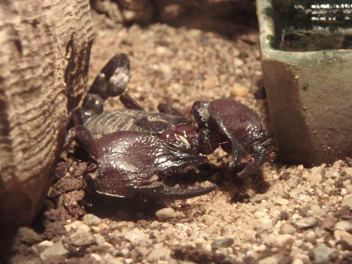 Tanzanian red-clawed scorpion