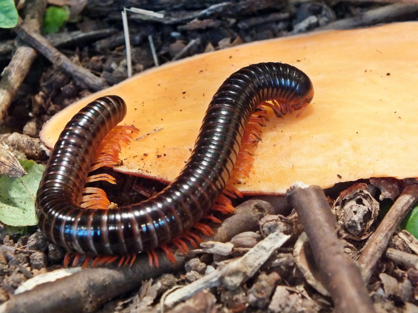 Tanzanian red-legged millipede