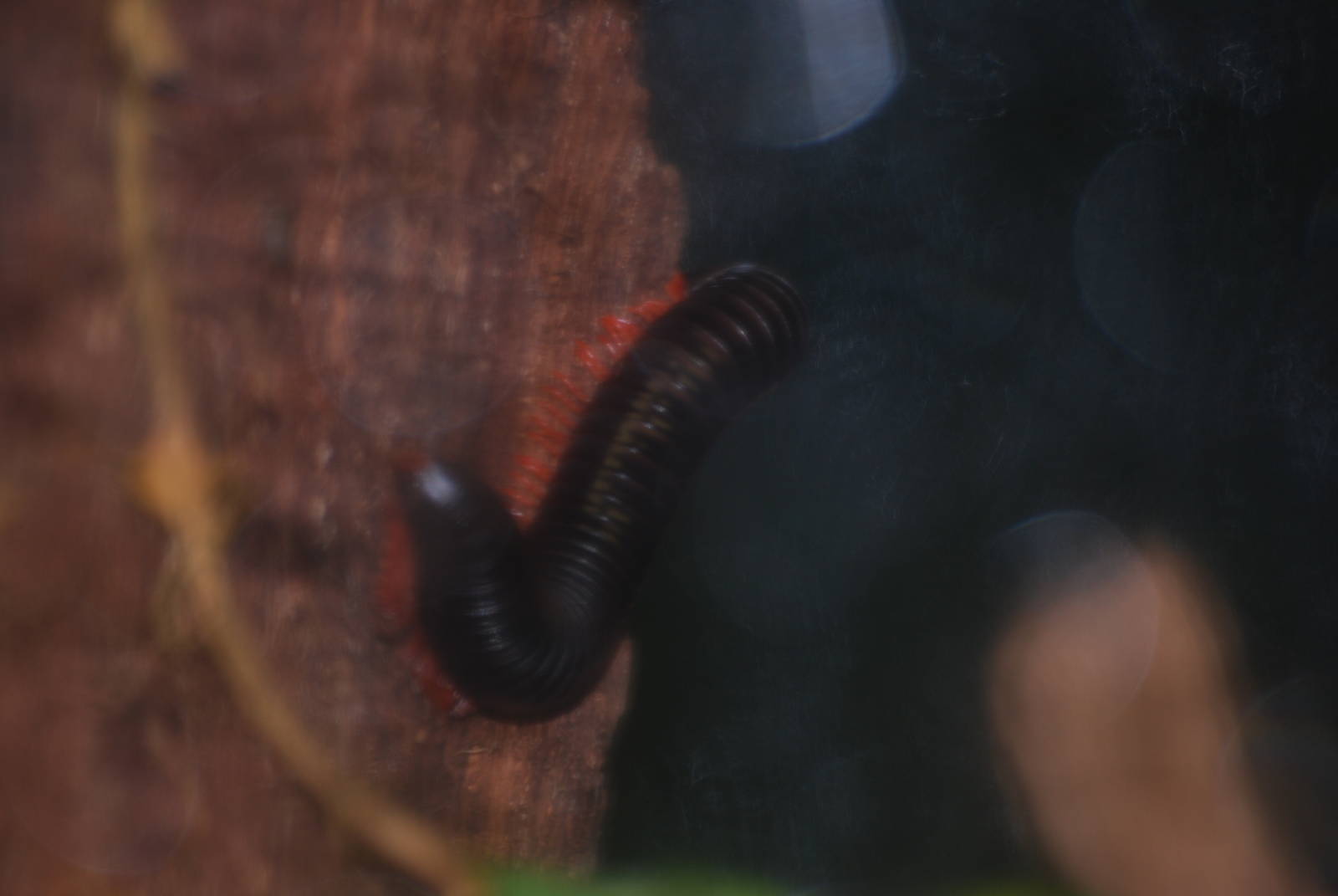 Tanzanian red-legged train millipede