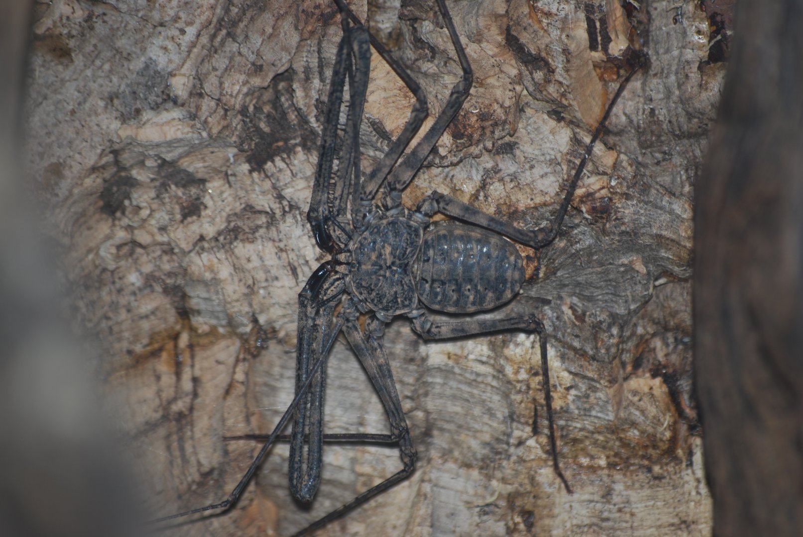 Tanzanian Tailless Whip-scorpion