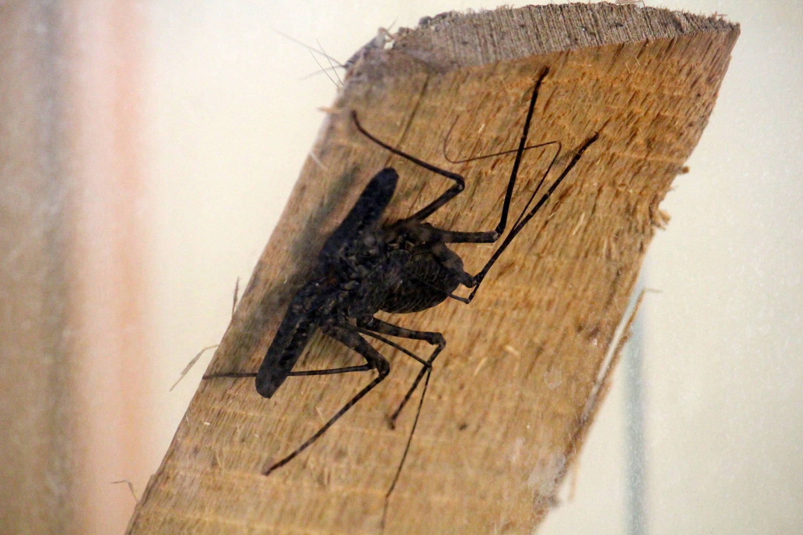 Tanzanian Tailless Whipscorpion