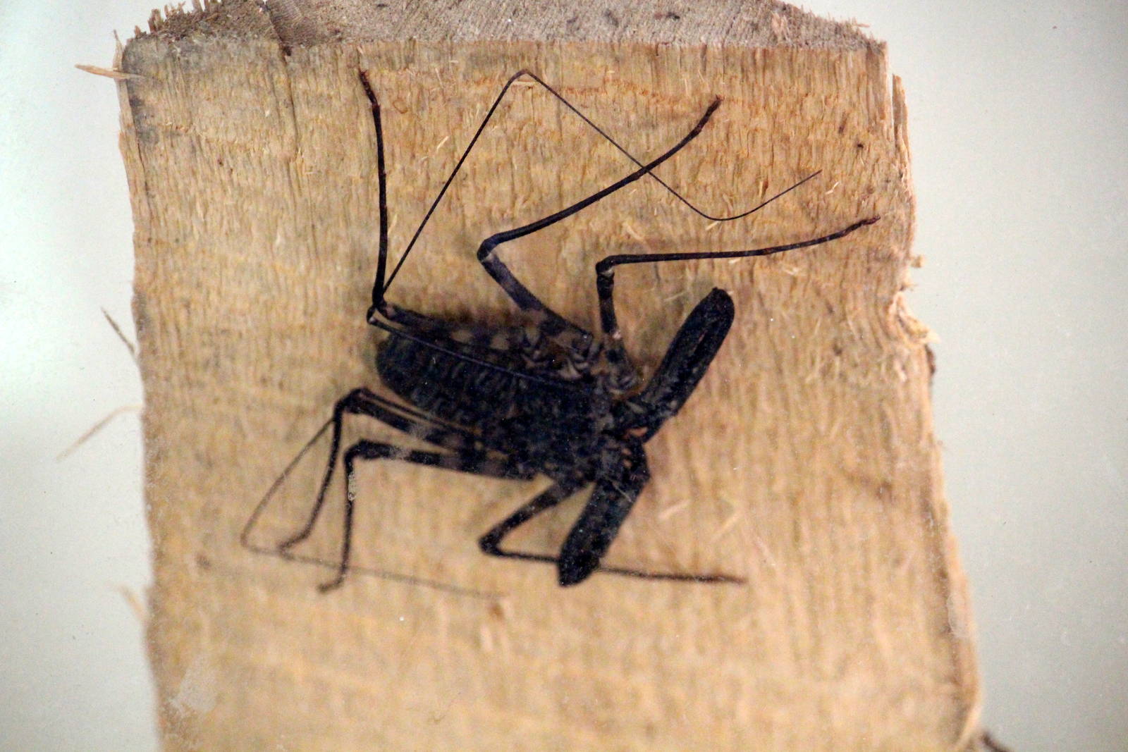 Tanzanian Tailless Whipscorpion