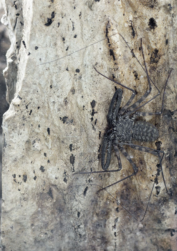 Tanzanian tailless whipscorpion