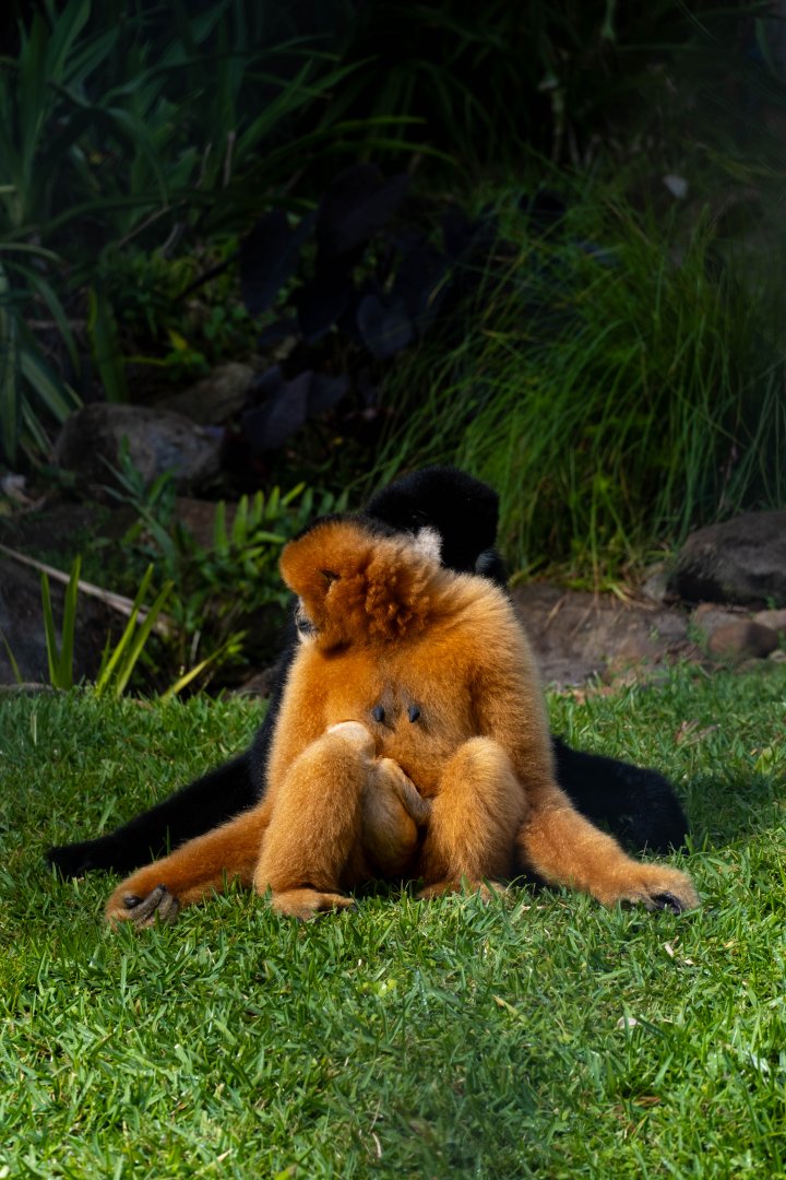 Tao / Tien / Xoai Nhi - Wildlife HQ