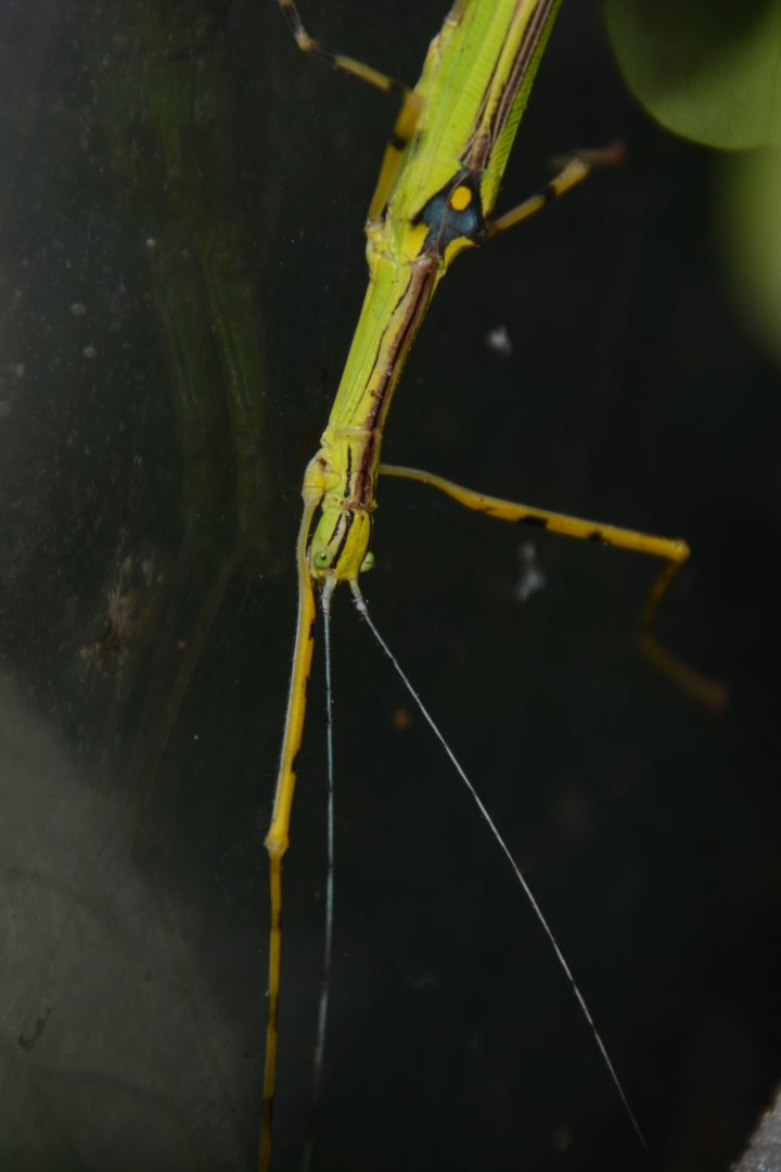 Tapah Hills stick insect (Anarchodes annulipes)