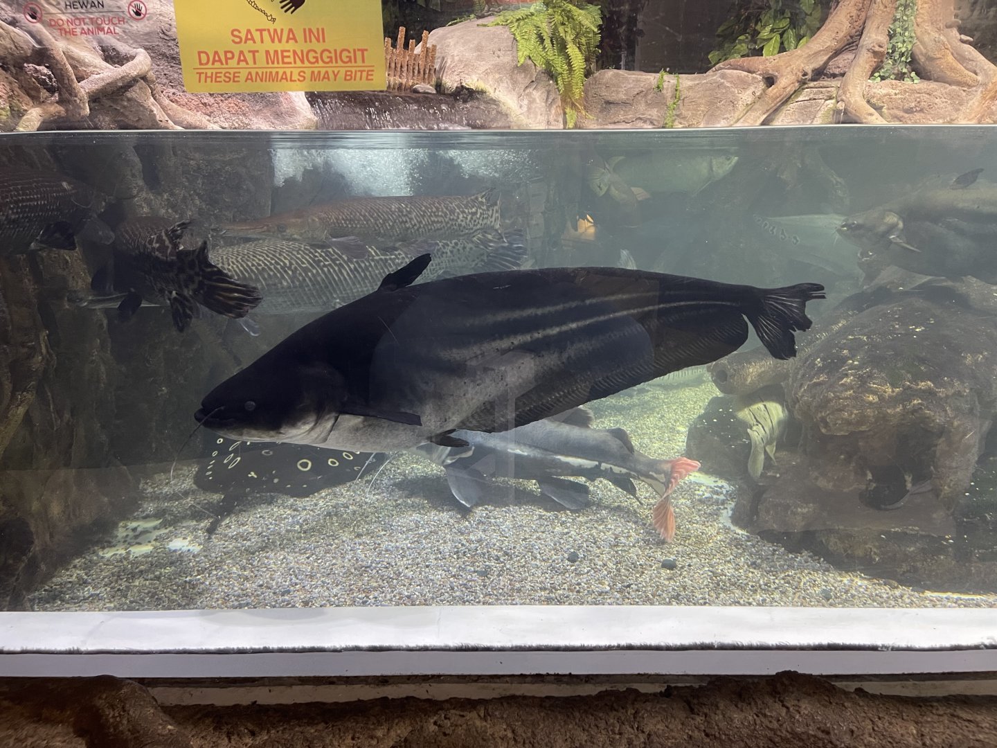 tapah (wallagonia leerii) (1)