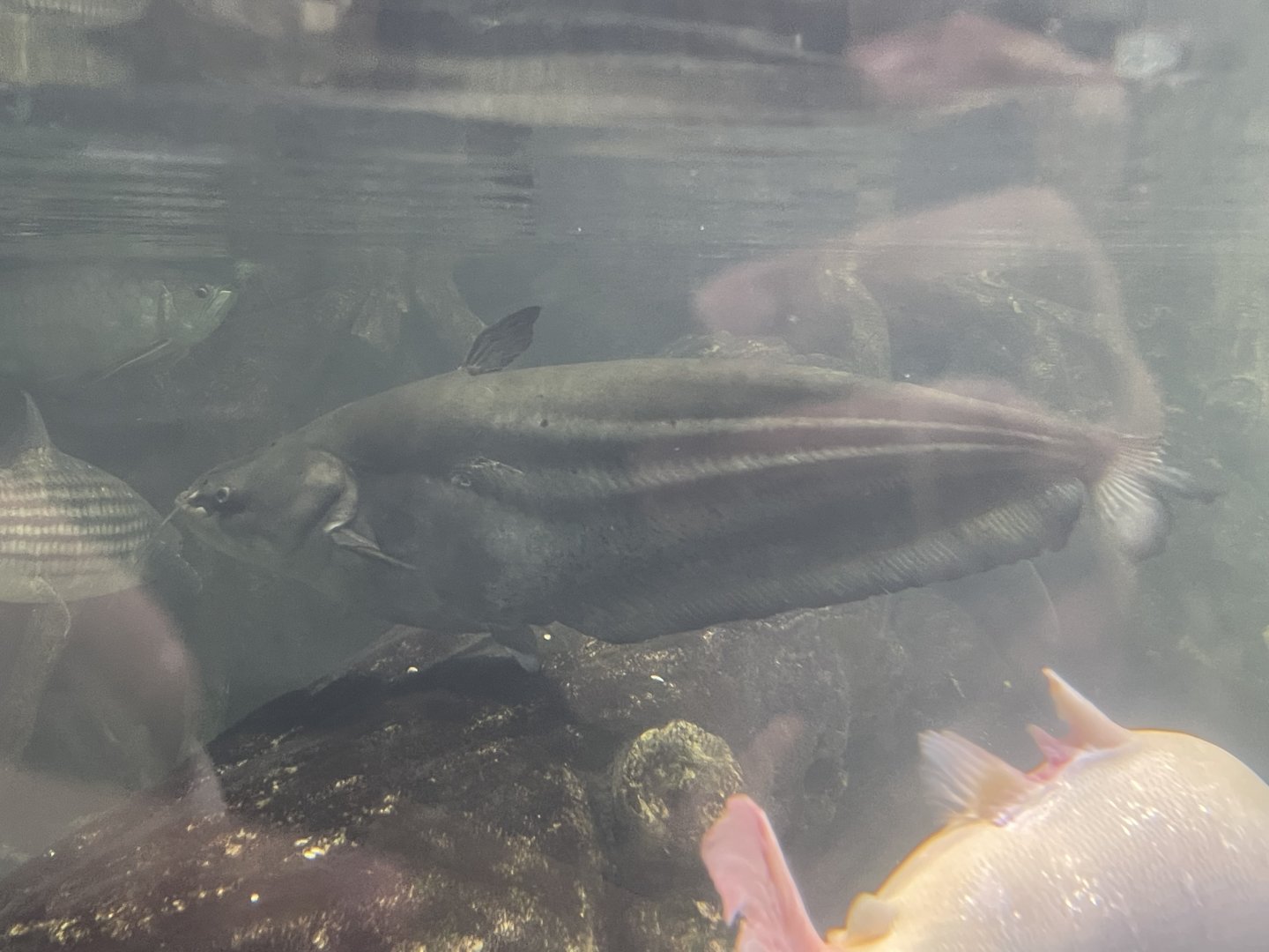 tapah (wallagonia leerii) (2)