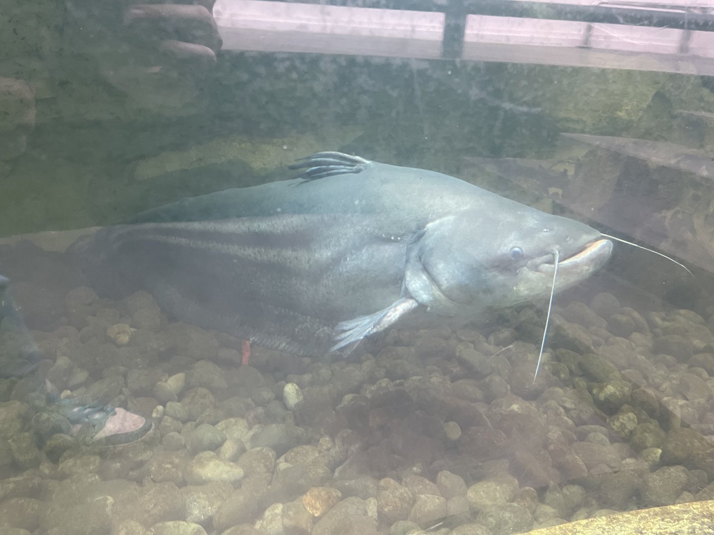 tapah (wallagonia leerii) - dunia air tawar