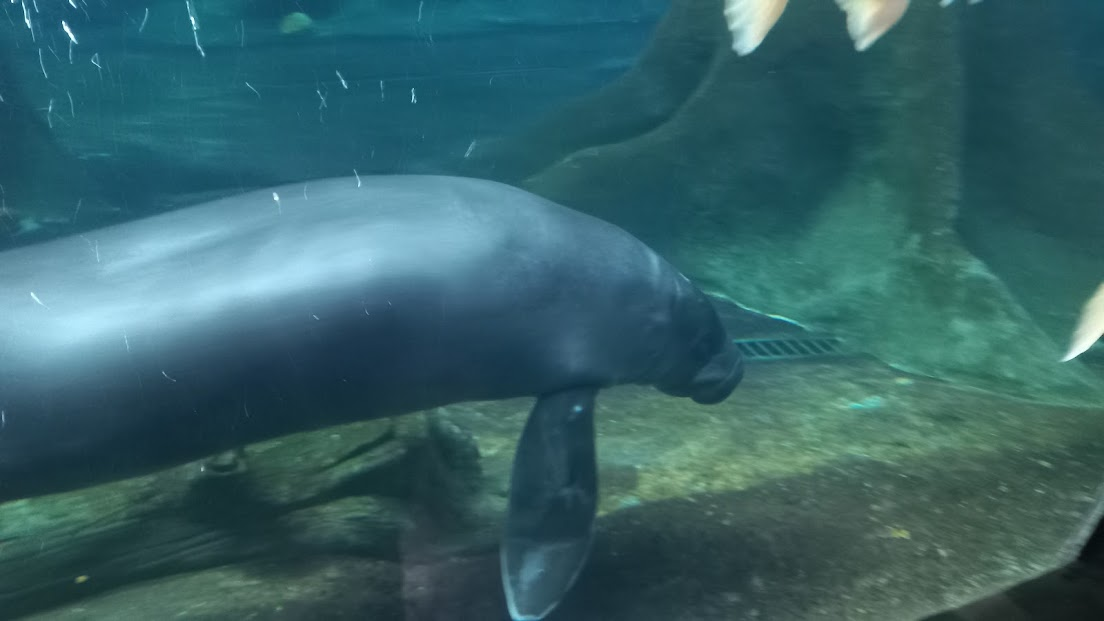 "Tapajos" - Amazonian manatee - São Paulo aquarium