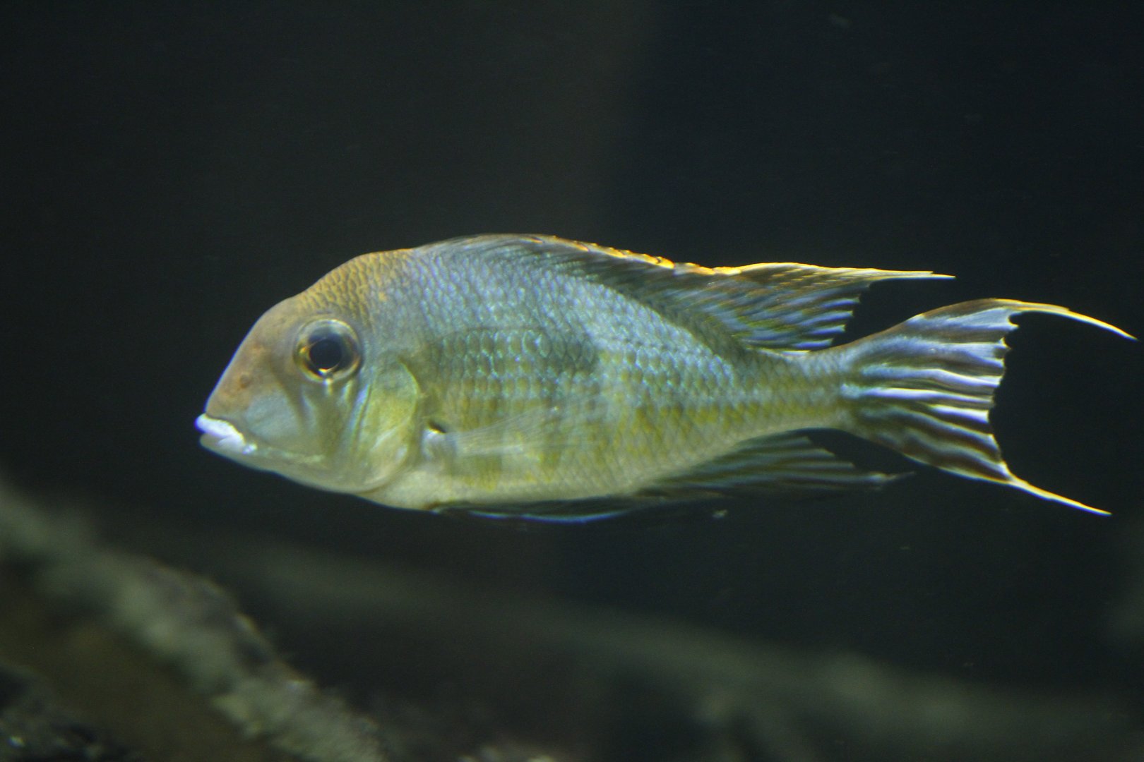 Tapajos redhead eartheater (Geophagus sp. "Tapajos")