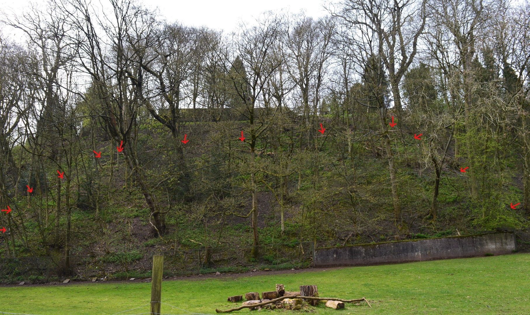 Tape/string in woodland by bear ravine