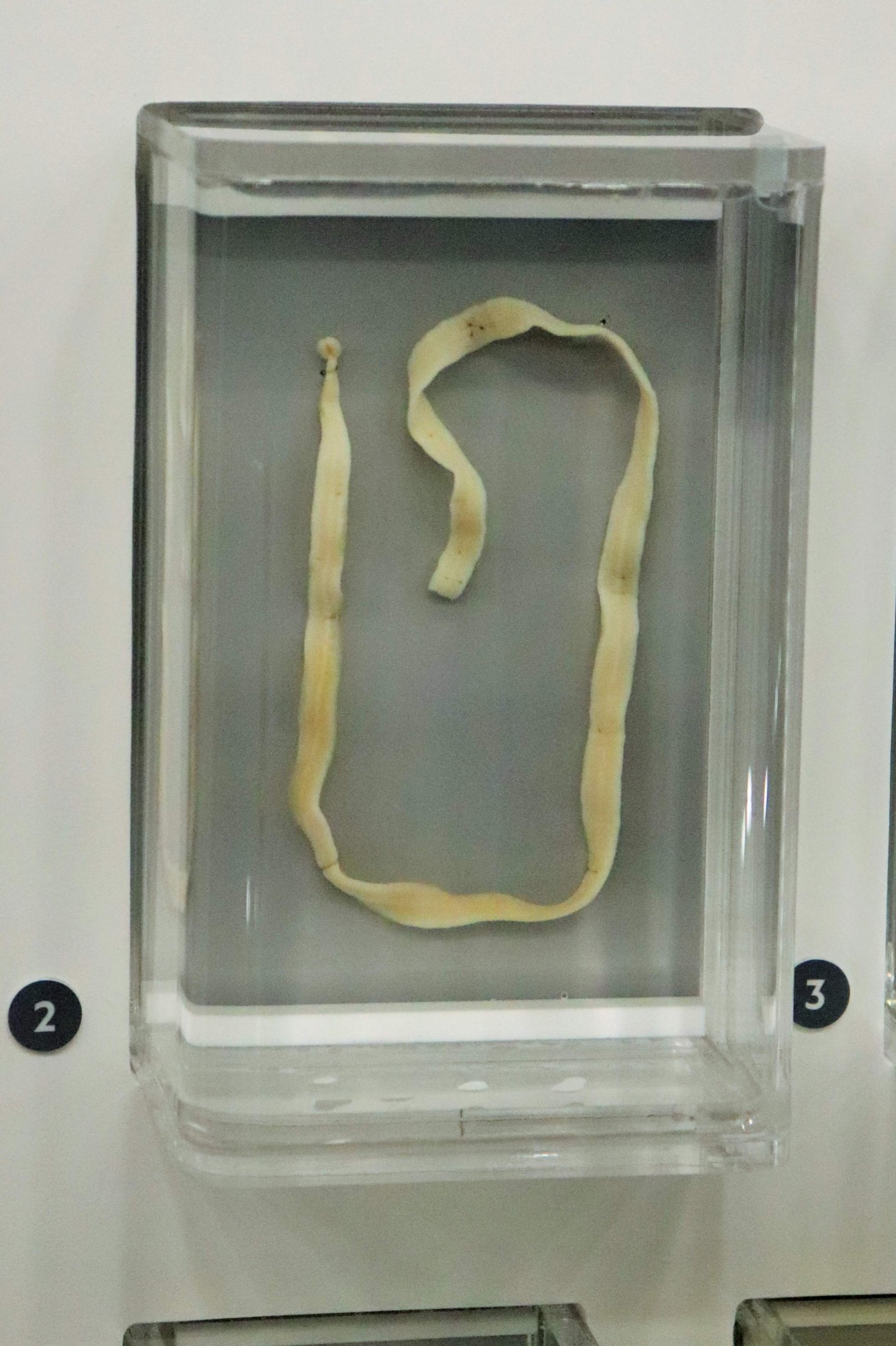 Tapeworm (Bothridium sp.)